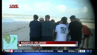 Dolphin rescue on Marco island after Hurricane Irma