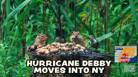 Upstate Birds And Critters: Ep 343 — 080923 Hurricane Debby Remnants Come To Upstate New York