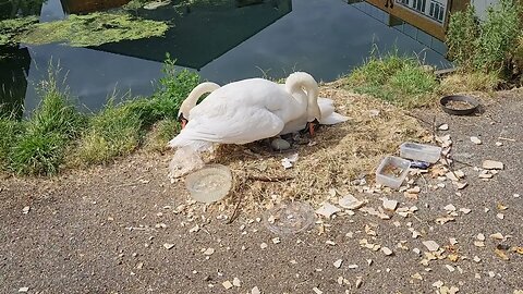Nesting Swans