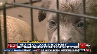 Helping out dogs in Ridgecrest