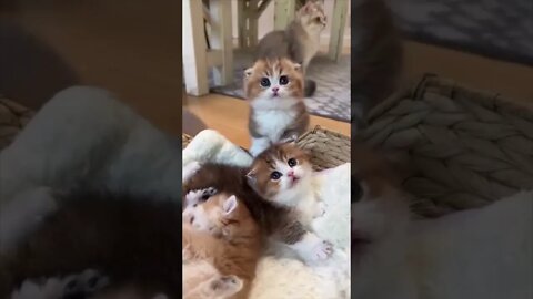 Just cute kittens - show them some love