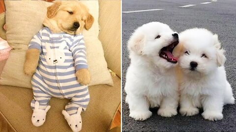 Baby Dogs - Cute and Funny Dog Videos Compilation #36 | Funniest & Cutest Golden Retriever Puppies