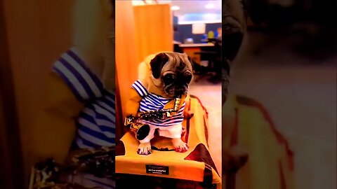 Dog Playing music #funny #dog #shortsfeed #ytshorts #cute #doglover #baby #doglover