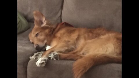 Nova Scotia Duck Toller gets his favorite snack, a Tim Hortens donut