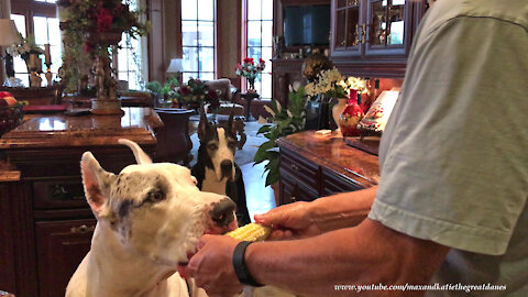 Sharing Great Danes are great at cleaning corn on the cob