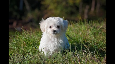 Dog playing in the yard of the house 😍