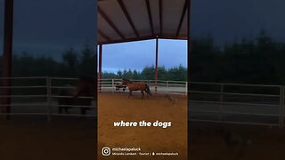 Home is where the dogs and the horses are ♥️ #horses #farmlife #homeiswheretheheartis #corgilove