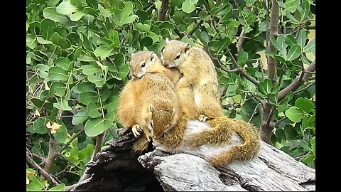 Trio of squirrels hold onto each other to keep warm