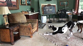 Great Dane Reconsiders Getting Too Close To Cranky Cat