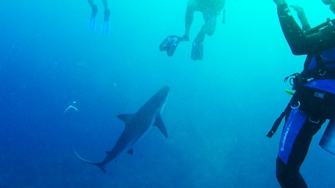 Large shark's sudden close approach scares divers