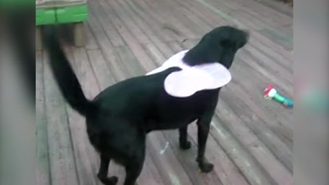 "Black Lab Dog Runs Around With Halloween Fairy Wings On His Back"