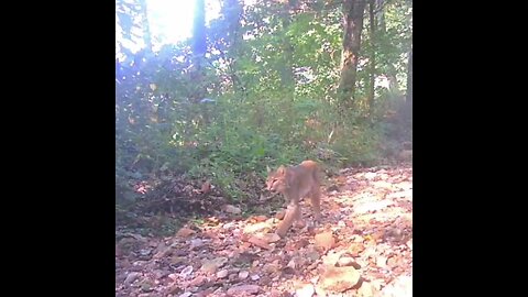 Bobcats caught on Trail Cam #bobcat#trailcam