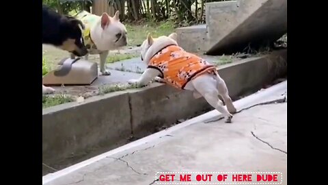 funny videos Dog 🐕 interesting video