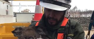 Las Vegas man helping rescue koalas in Australia