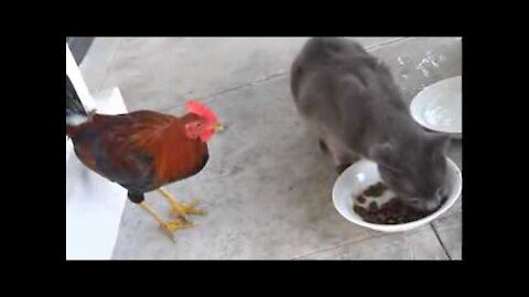 Funny Rooster and cat so cute