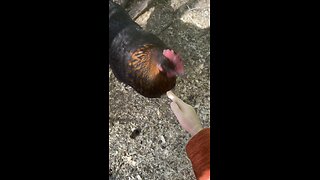 Wednesday Whiskers with SPH in Chickens get a new coop. #chickens#funnyvideos #funny #tinyhands