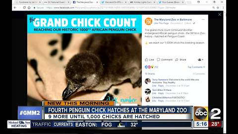 Maryland Zoo welcomes 991st penguin chick