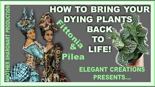 ❤️How to bring a dying plant back to life. (Keep it simple!)❤️PLANT REHAB❤️PLANT THERAPY❤️