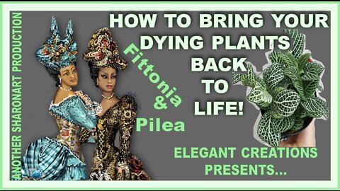 ❤️How to bring a dying plant back to life. (Keep it simple!)❤️PLANT REHAB❤️PLANT THERAPY❤️