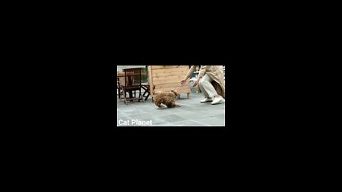 Cute and Funny Dog Videos Compilation _#short #cutedog