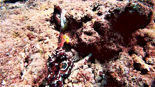 Rare footage of octopus mating on the reef in Papua New Guinea