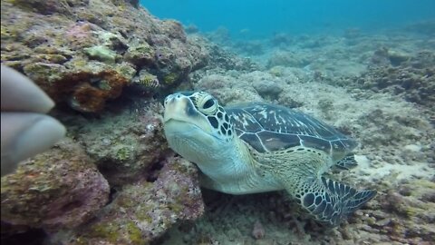 Sea Turtles That Mistake Their Fingers For Food