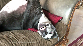 Funny Upside Down Great Dane Yawn and Smiles