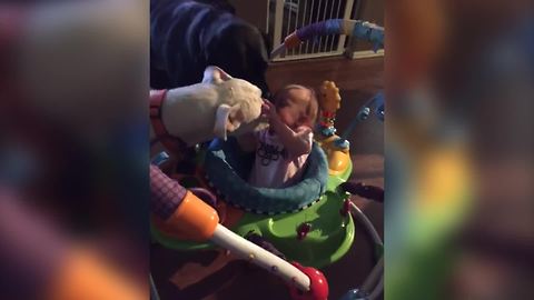 Dogs Licks A Baby Boy's Face And He Enjoys It