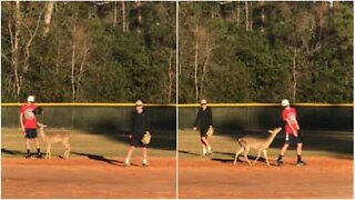 Deer joins baseball game