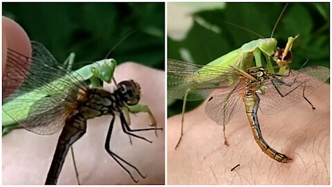 Praying mantis eats a dragonfly right on a man's hand