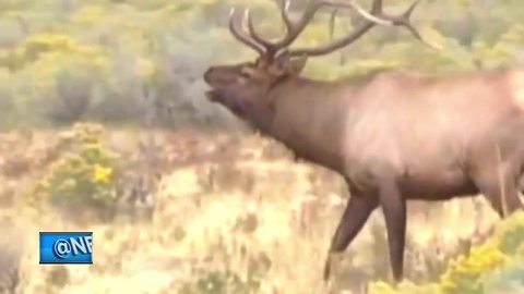 DNR board OKs process to drop elk hunt population quota