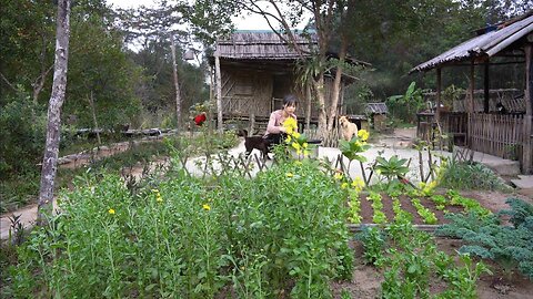 Harvest tomatoes, vegetables in the mountains and cook Grow ginger and sweet potato in the garden