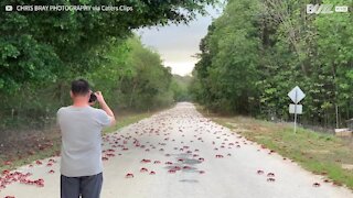 Já viu como é a migração dos caranguejos vermelhos?