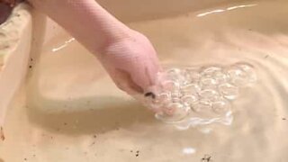 Un python rose s'amuse à faire des bulles dans l'eau