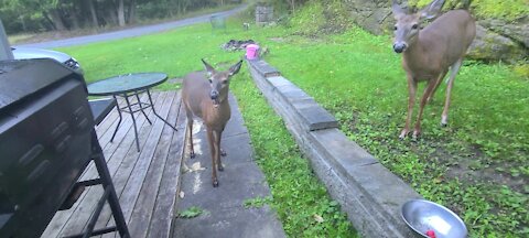 It's apple day for the deer