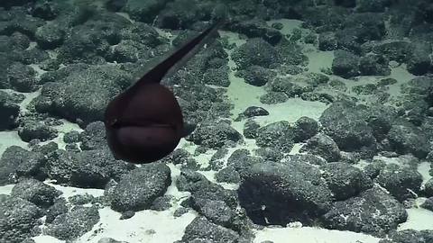 Submarine Captures A Rare Footage Of A ‘Shape-Shifting’ Gulper Eel