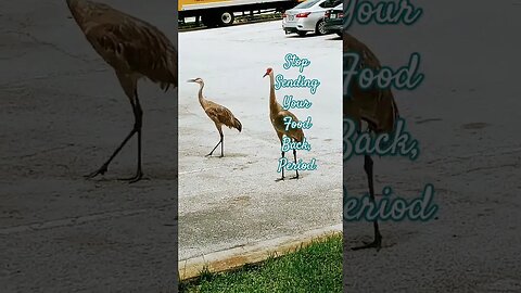 #sandhillcranes #livinginmycar #swamp #humility #restaurantrworkers #heifer