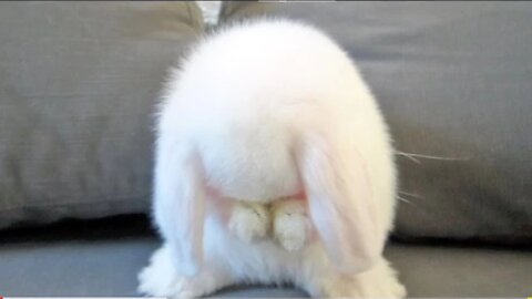 Cute bunny washing her face so cute