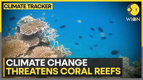 400-year heat threat to Great Barrier Reef | WION Climate Tracker | A-Dream