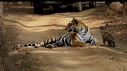 Tigerss with 2 Months old cubs kanha National Park