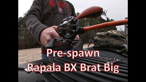 Prespawn Squarebill - BX Brat Big