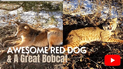 Awesome Red Dog & A Great Bobcat - Eason Season