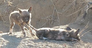 Adorable wild dog puppy loves biting his brother's tail