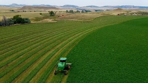 Cutting Irrigated Alfalfa (Western South Dakota)