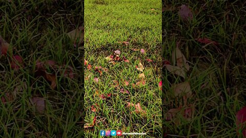 How To Do Realistic Grass in Twinmotion | Ammar Khan