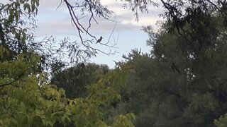 Kingfisher enjoying Toronto evening