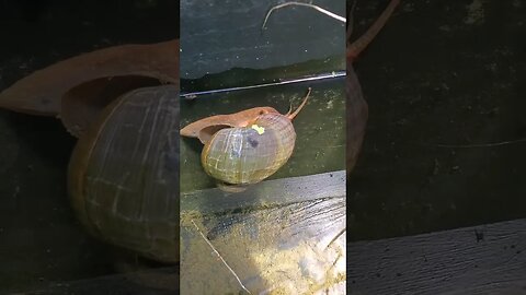 Giant water snail (Japanese trapdoor snail) #shorts