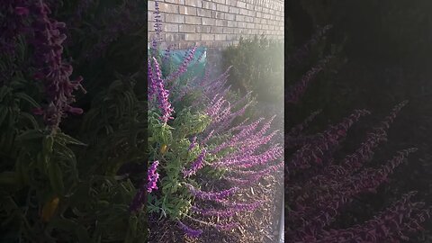 Salvia leucantha #centraltexas #evergreenplant #purple