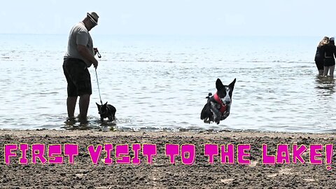 Tiny Puppies First Visit To The Lake!