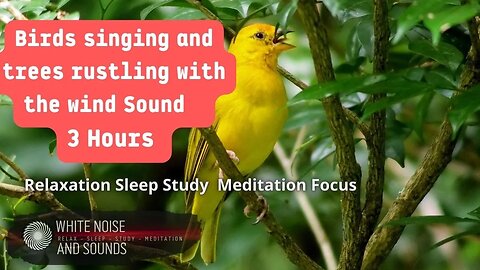 Sound Birds singing and trees rustling with the wind Relaxation Sleep Study Meditation Focus